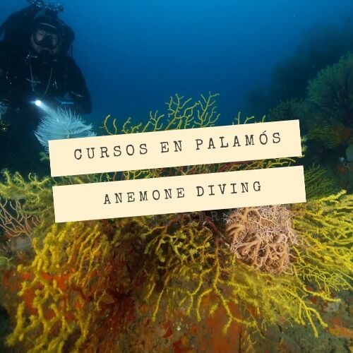 Open Water Diver en Palamós con Anemone Diving Center